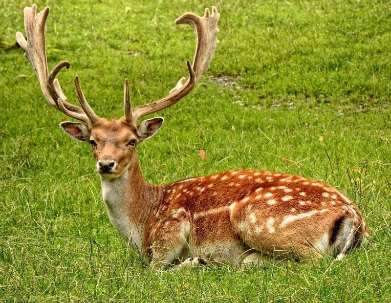 Animal pasture/petting farm